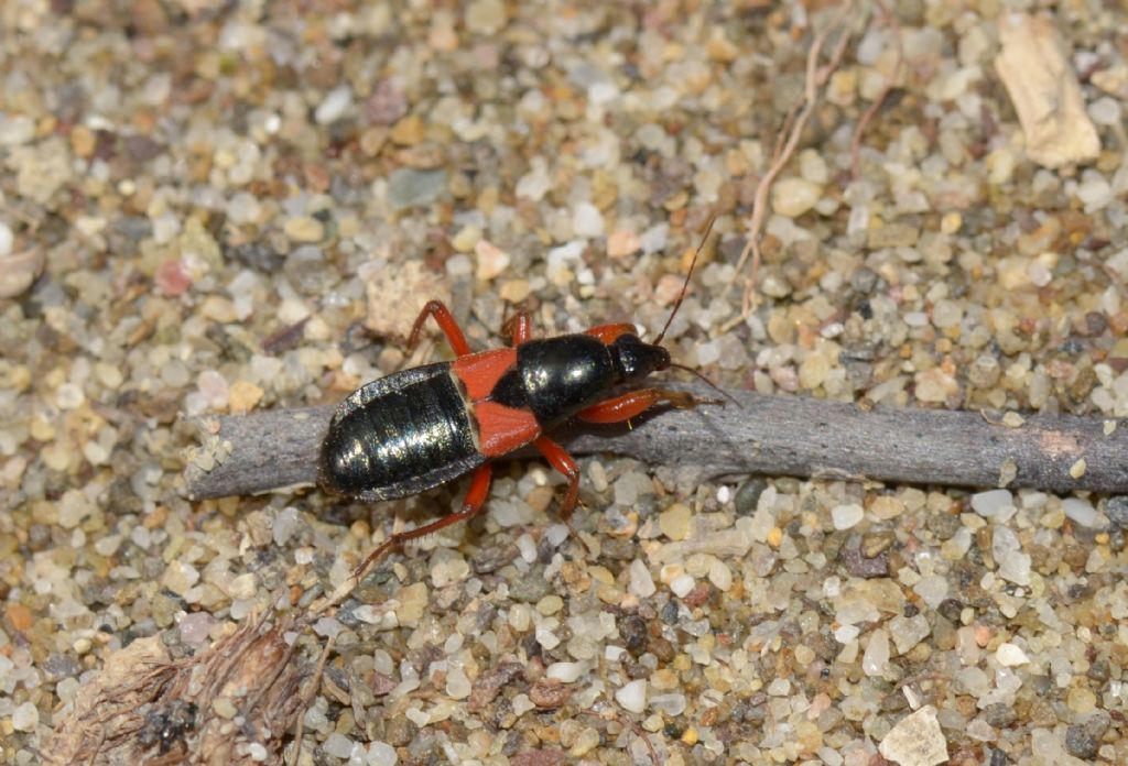 Nabidae: Prostemma  guttula